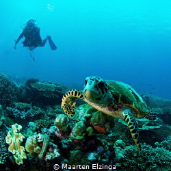 Turtle and diver @ Seychelles by Maarten Elzinga 